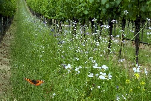 Biodiversität im Weingarten